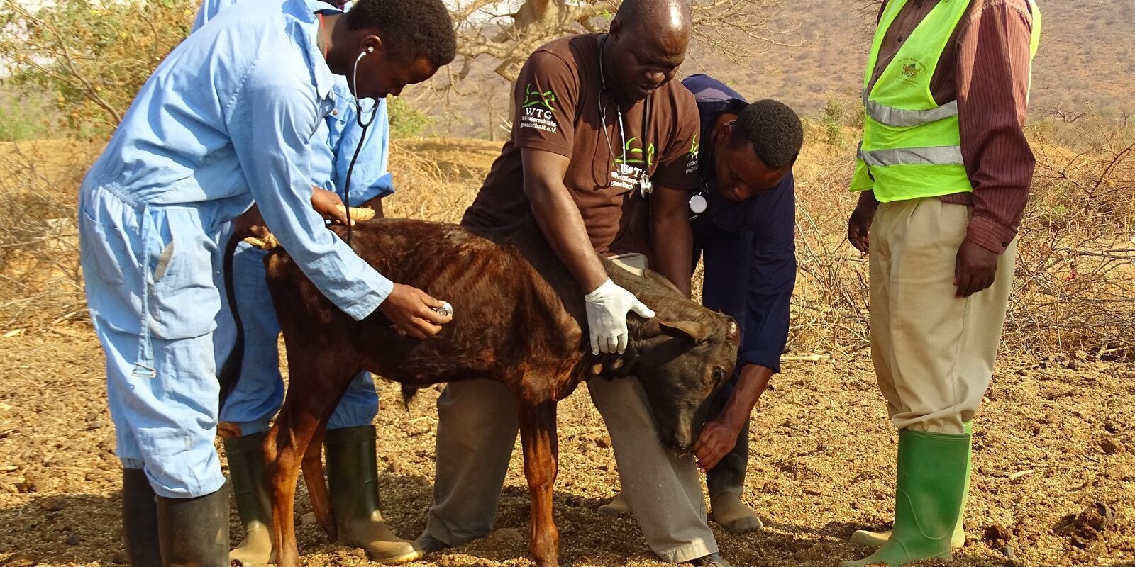 Tansania hat die drittgrößte Nutztierpopulation in Afrika