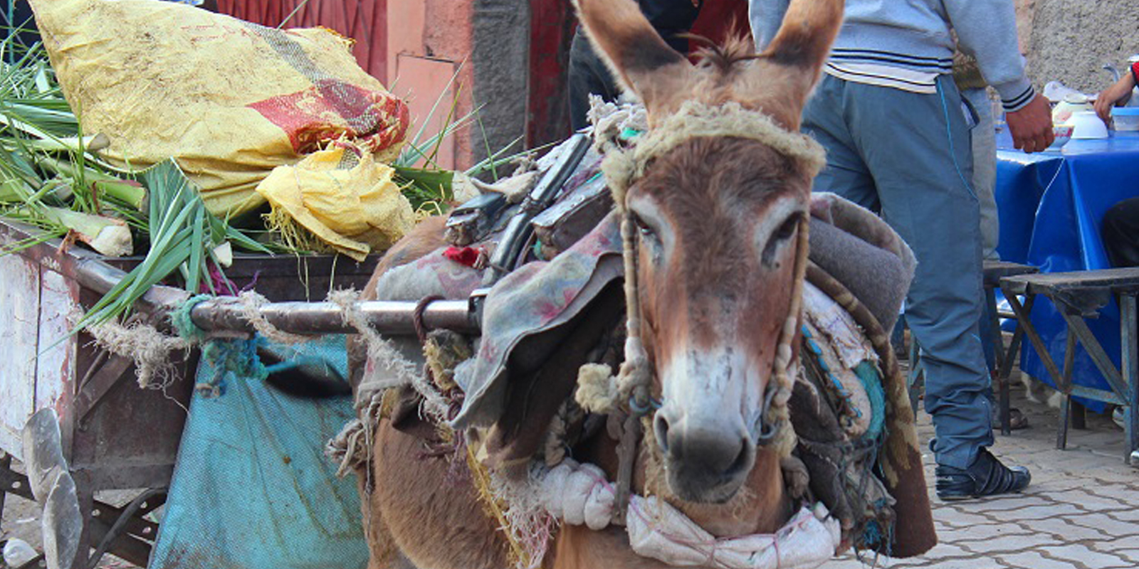 Tierwohl in der Entwicklungszusammenarbeit: Esel und Pferde werden als Lasttiere eingesetzt